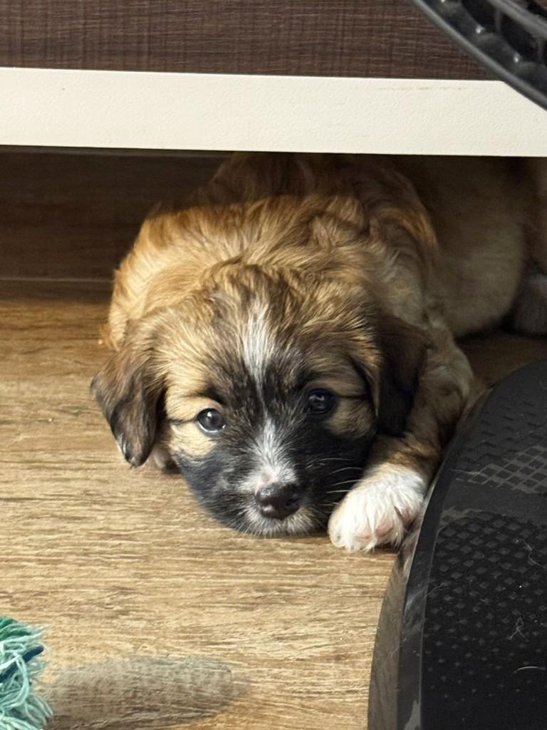 Elisa, cachorro de porte pequeno para adoção em Campinas - SP