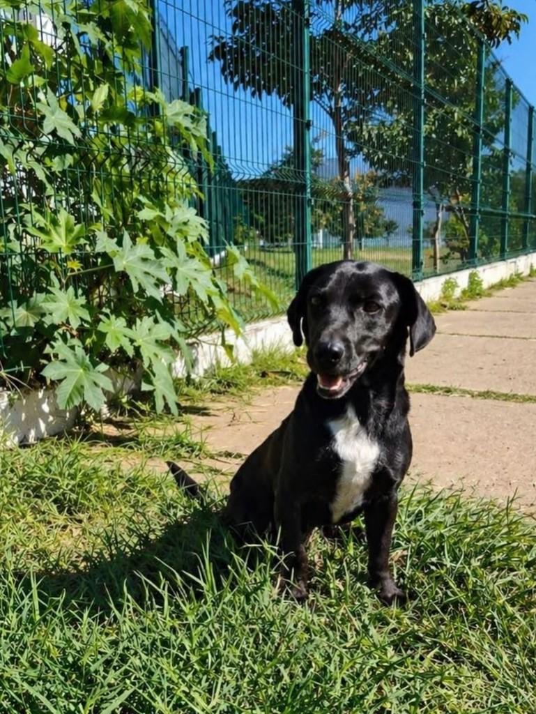 Bolt, cachorro de porte médio para adoção em São Paulo - SP