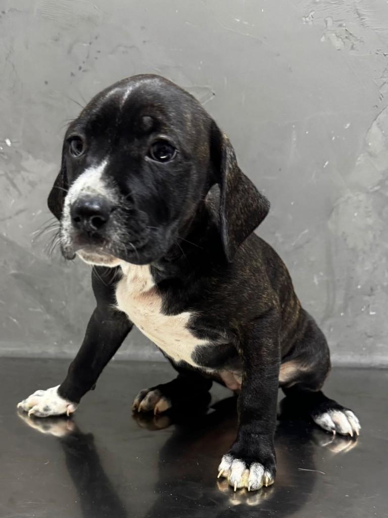 Penny, cachorro de porte médio para adoção em Campinas - SP