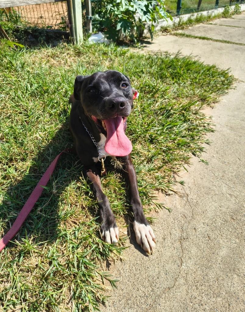 Olavo, cachorro de porte médio para adoção em São Paulo - SP