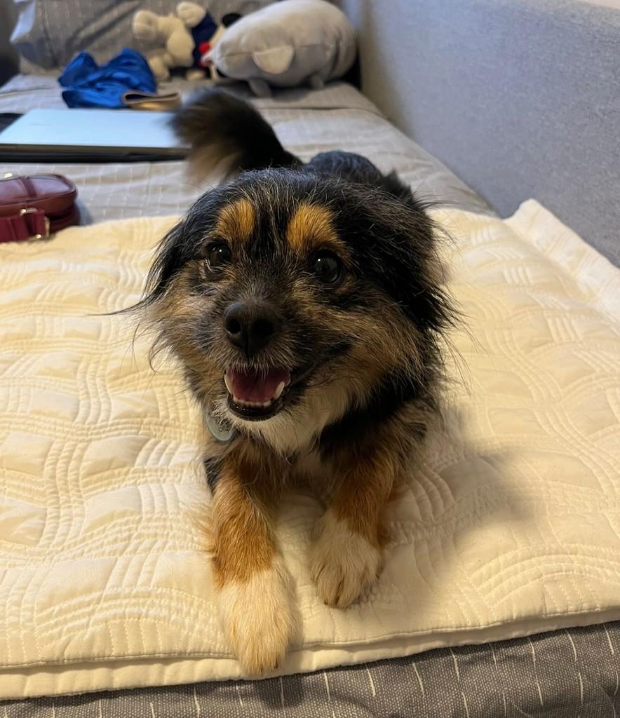 Elis, cachorro de porte pequeno para adoção em Campinas - SP