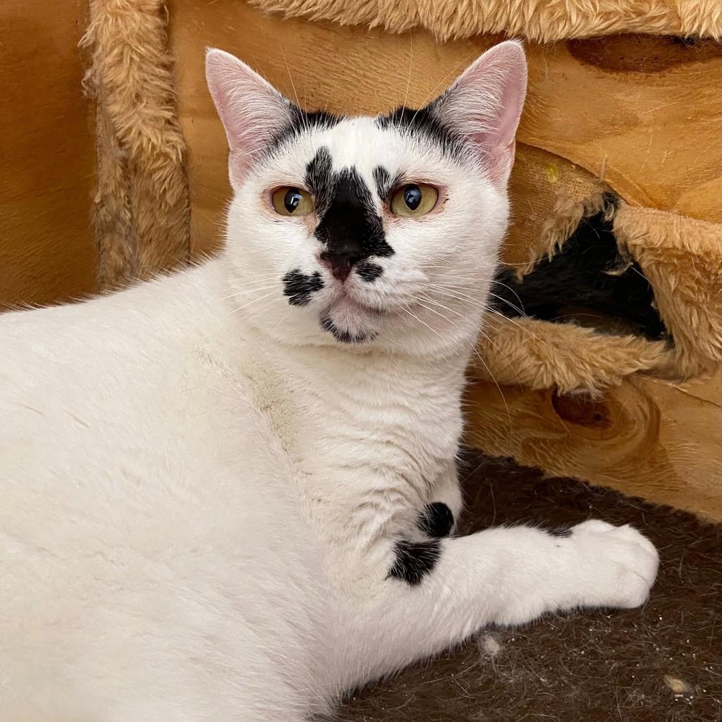 Georgia, gato para adoção em Campinas - SP