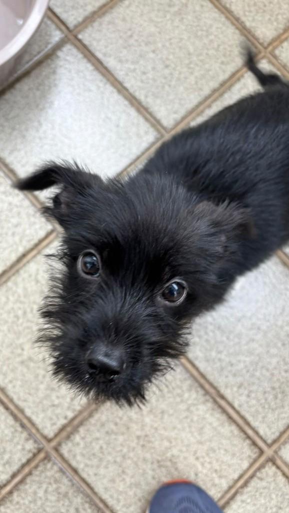 Alice, cachorro de porte pequeno para adoção em Campinas - SP