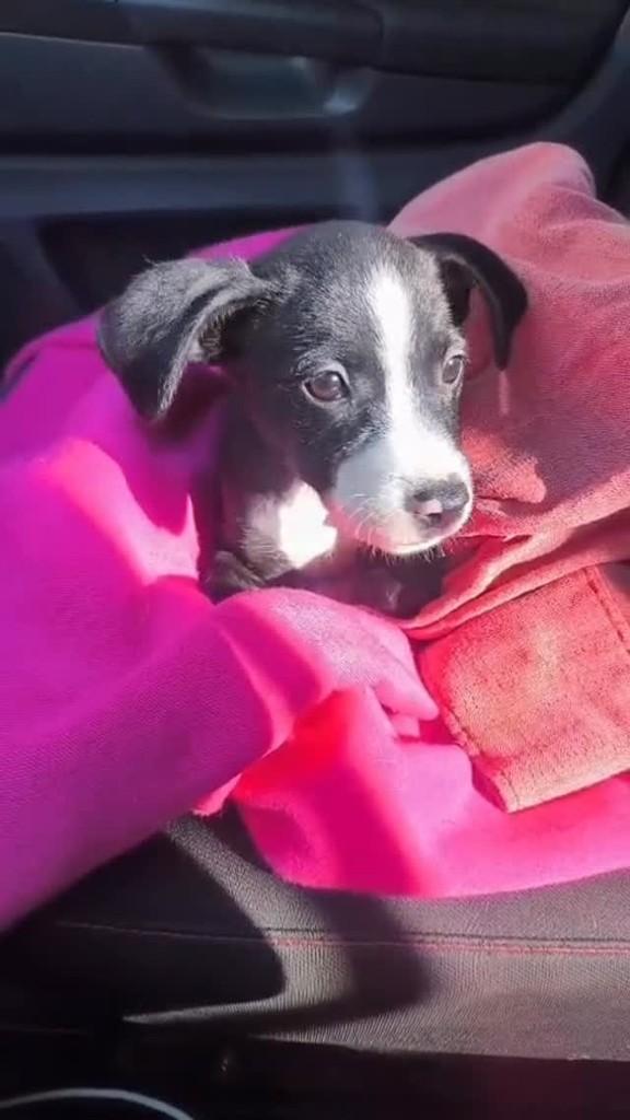 Dora, cachorro de porte pequeno para adoção em Hortolândia - SP