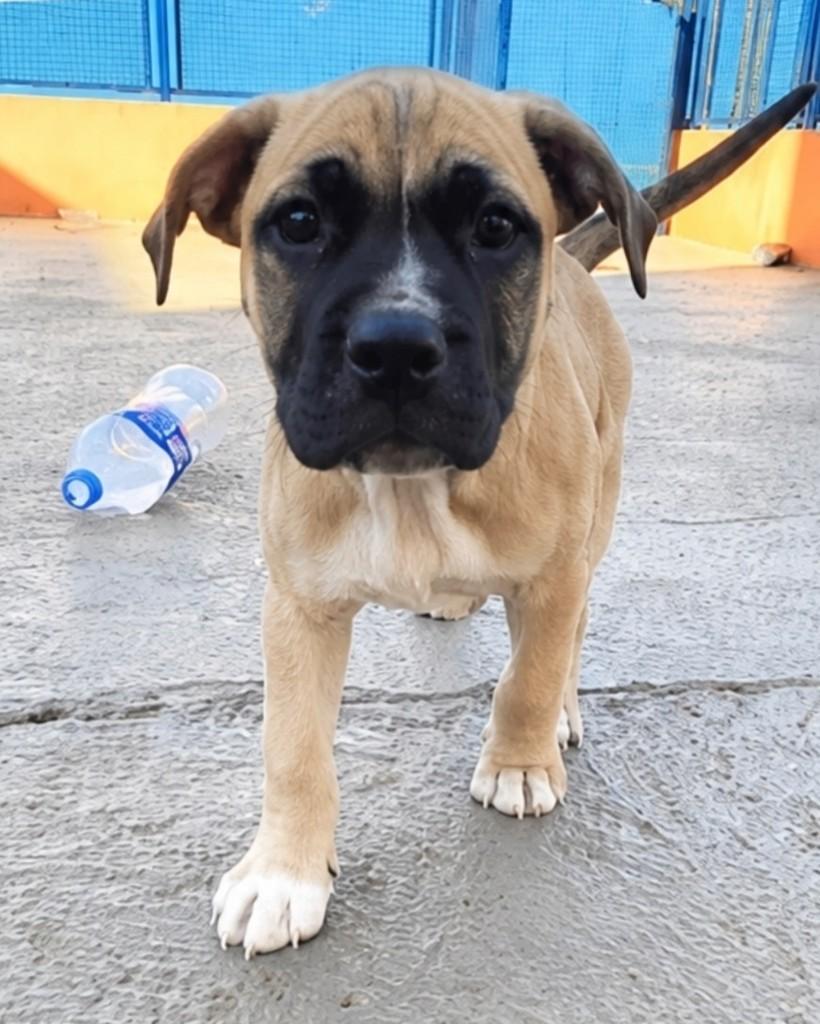 Pongo, cachorro de porte médio para adoção em Campinas - SP