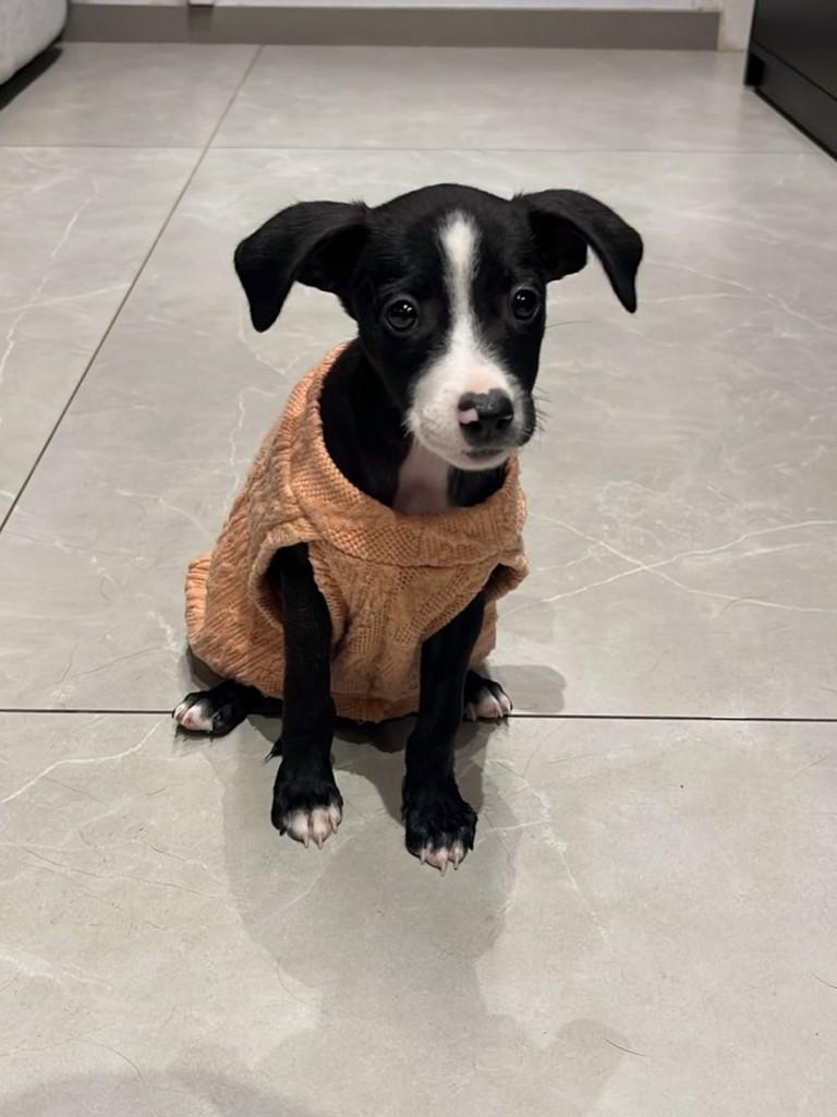 Dorinha, cachorro de porte pequeno para adoção em Campinas - SP