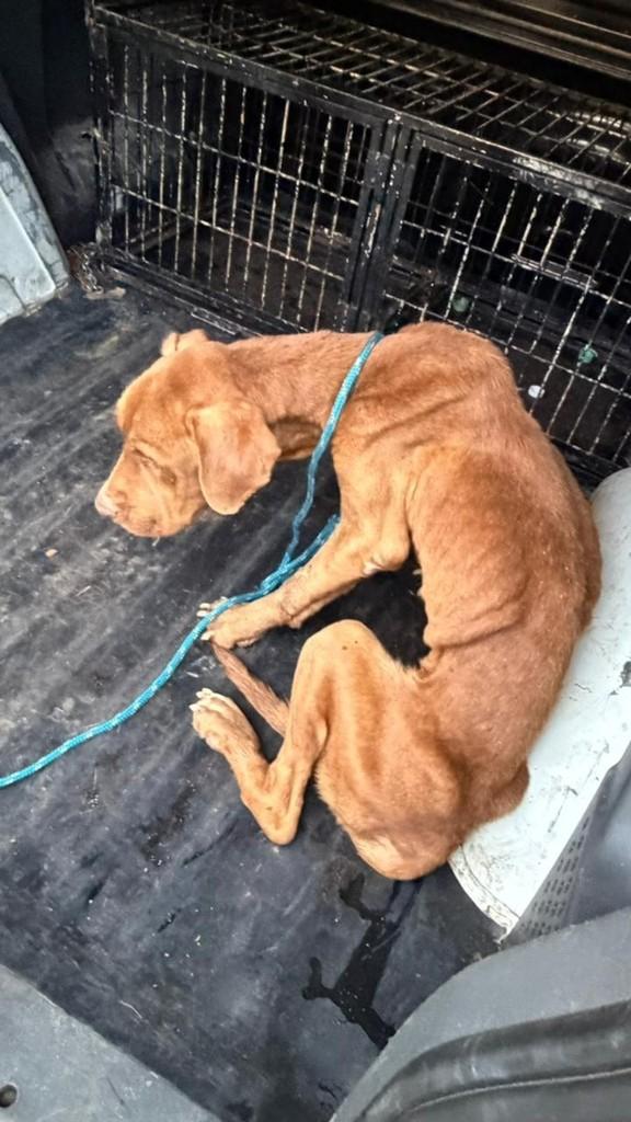 Stark, cachorro de porte grande para adoção em Sumaré - SP