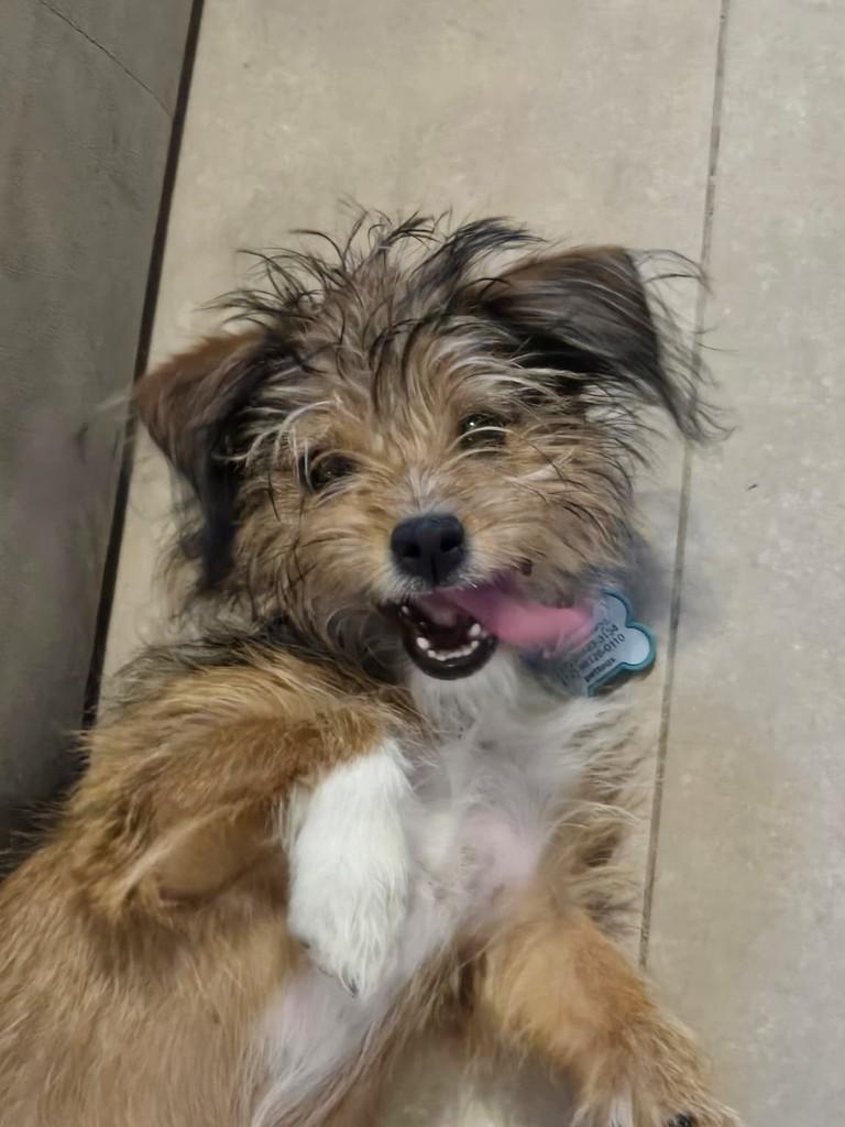 Cebolinha, cachorro de porte pequeno para adoção em Campinas - SP