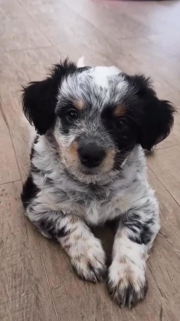 Eloá, cachorro de porte pequeno para adoção em Campinas - SP
