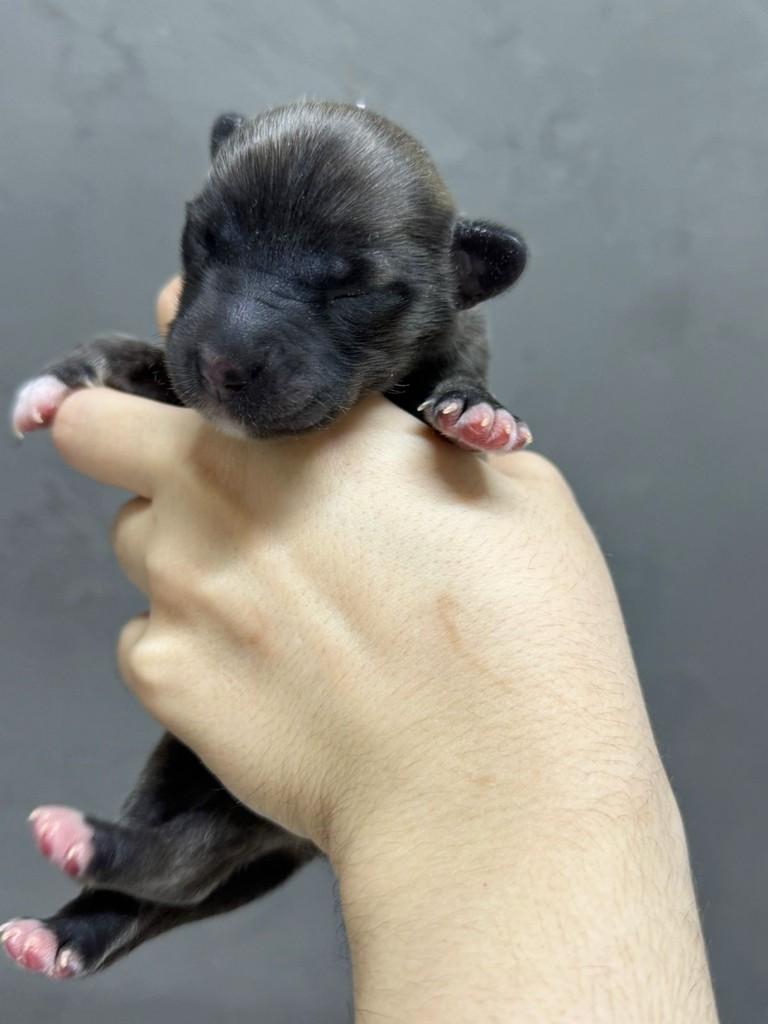 Tulinho, cachorro de porte pequeno para adoção em Campinas - SP