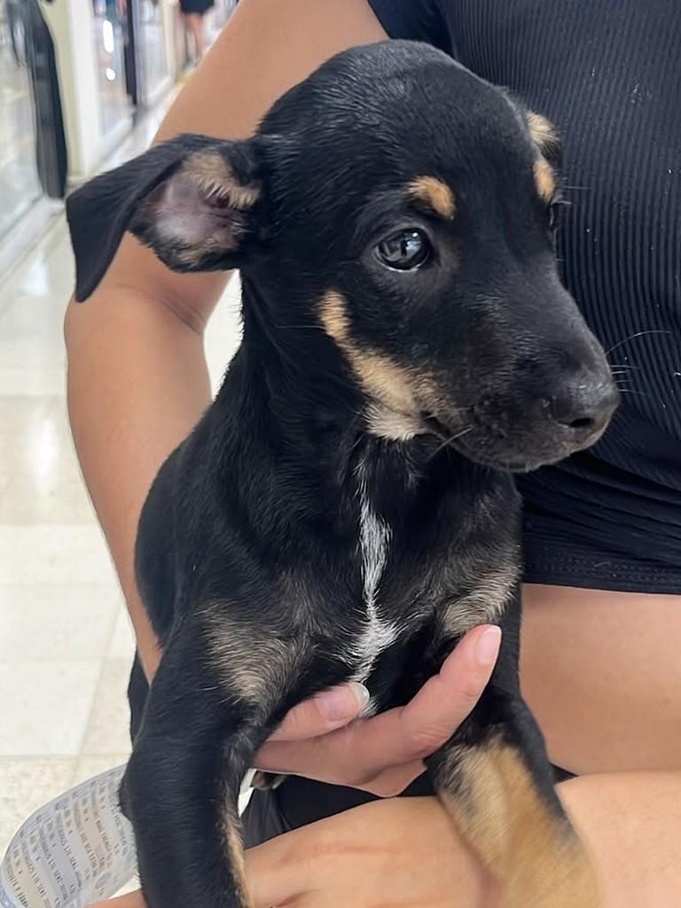 Açaí, cachorro de porte pequeno para adoção em Campinas - SP