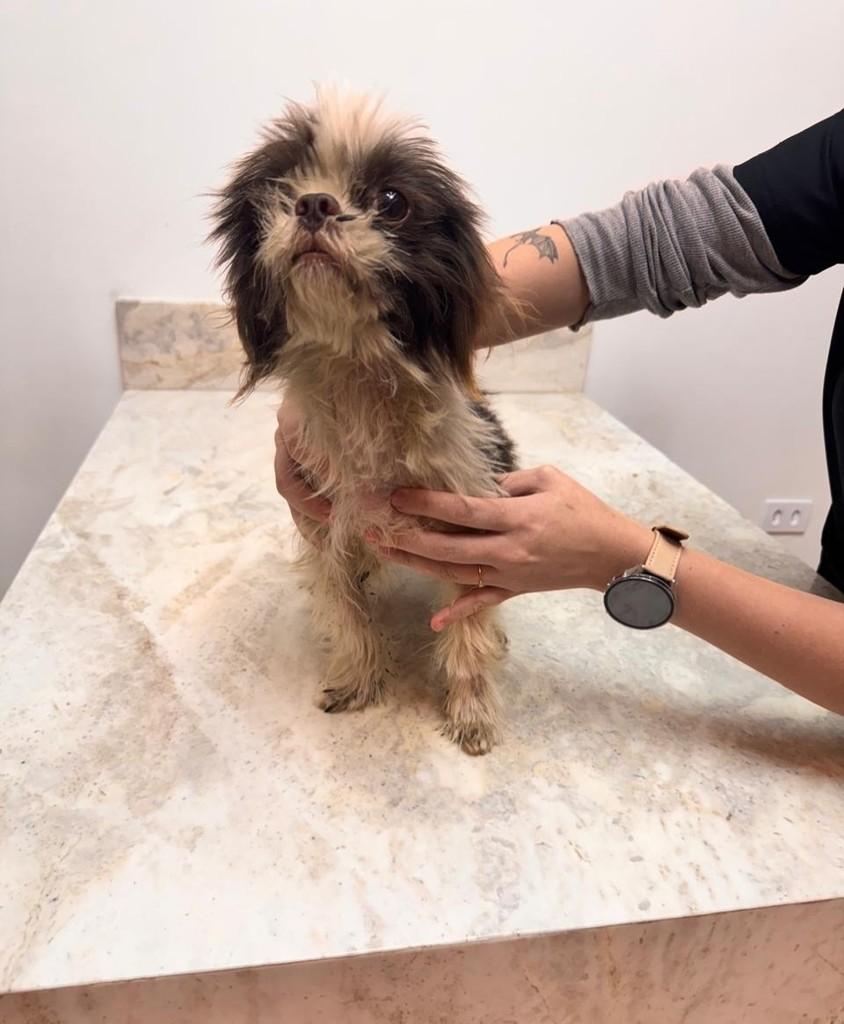 June, cadela de porte pequeno para adoção em Campinas - SP