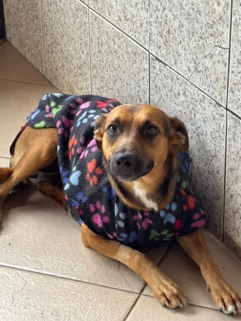 Marta, cadela de porte médio para adoção em Campinas - SP