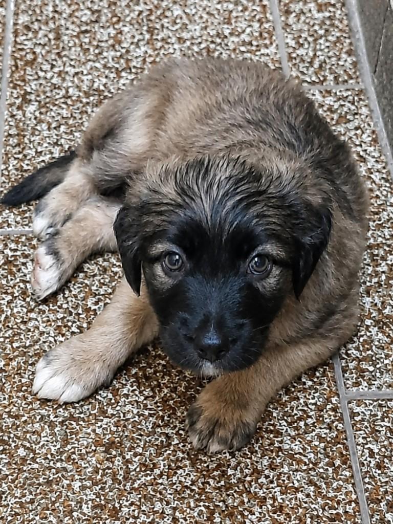 Tulio, cachorro de porte médio para adoção em Campinas - SP