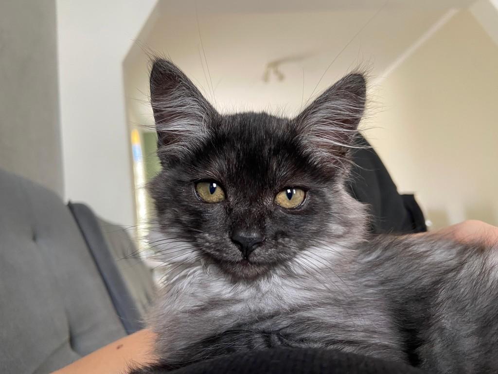 Ayla, gato para adoção em Campinas - SP