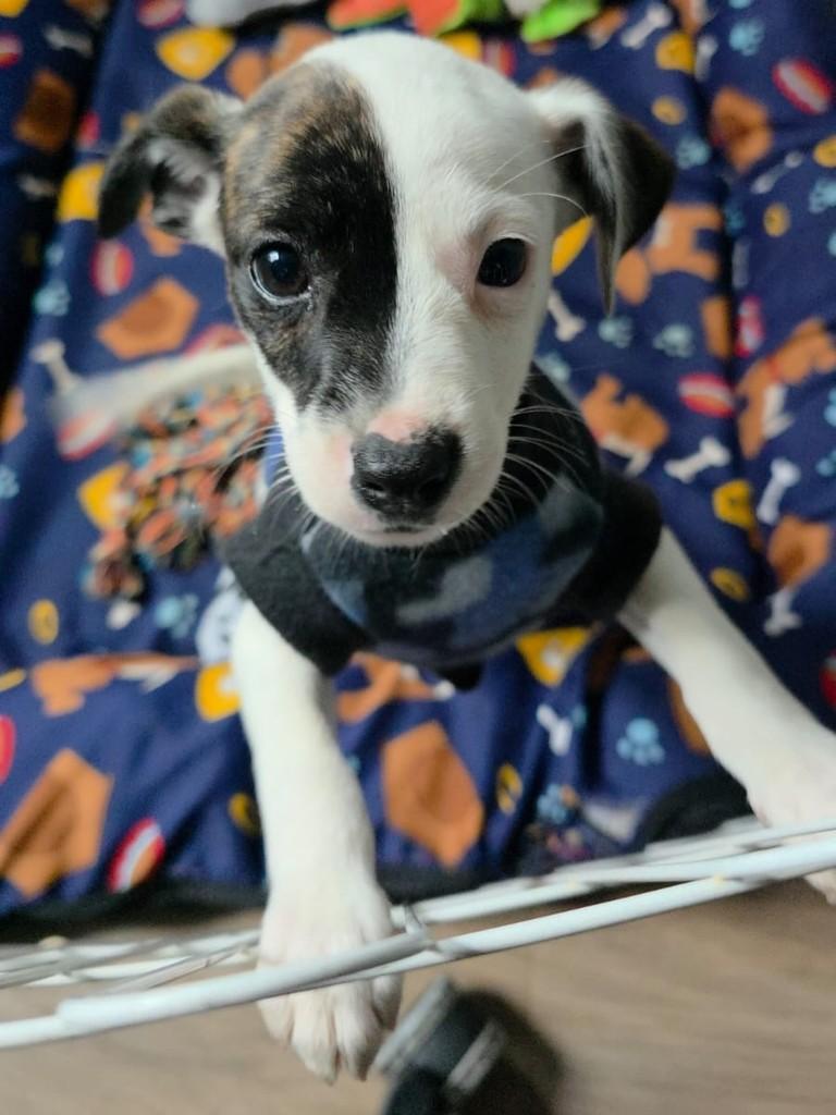 Dean, cachorro de porte médio para adoção em Campinas - SP