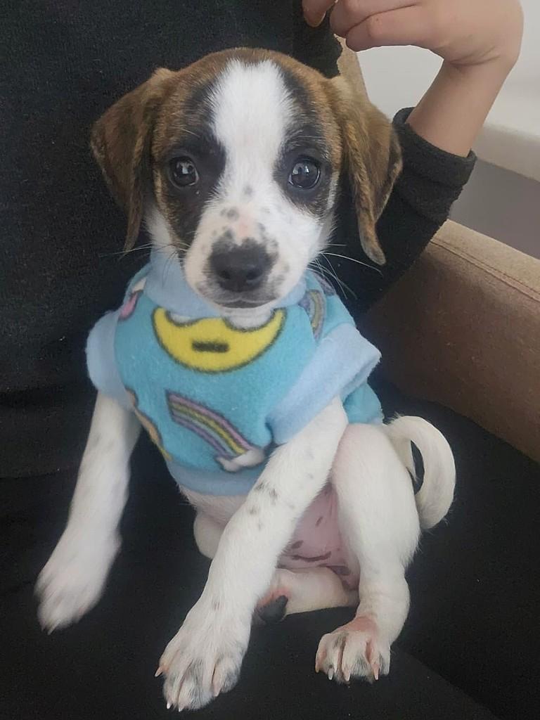 Hannah, cadela de porte médio para adoção em Campinas - SP