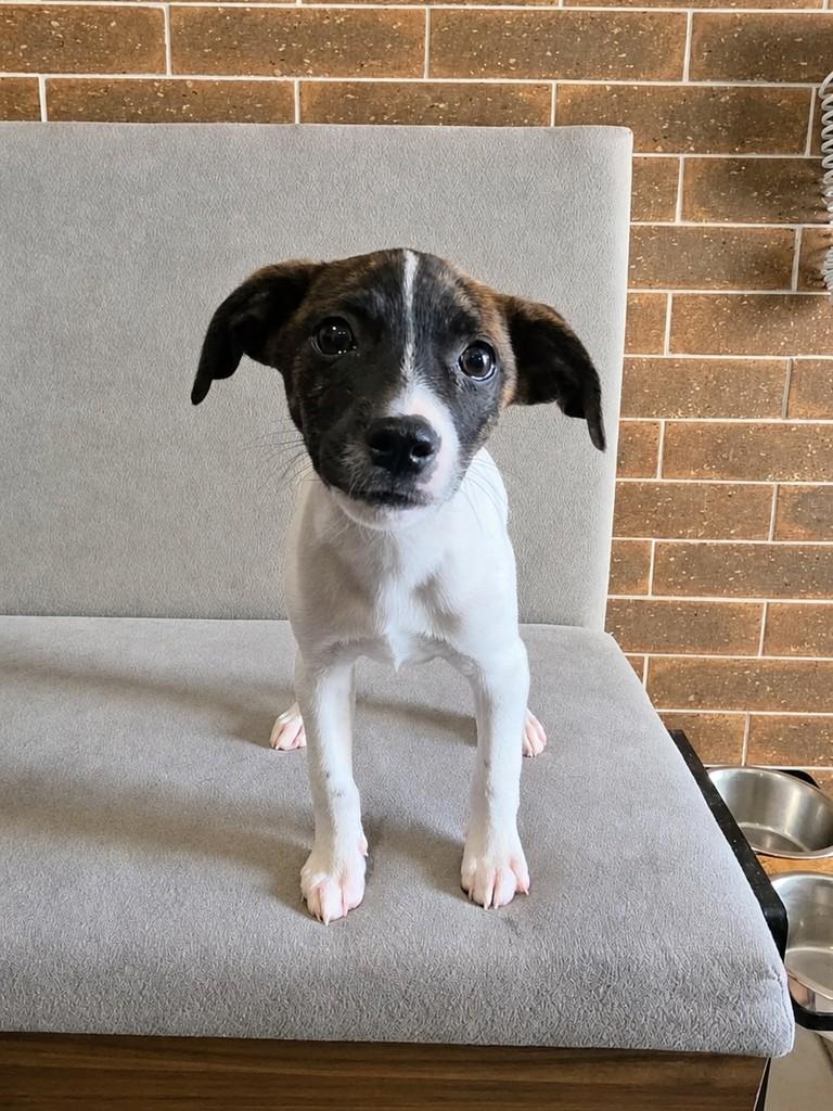 Justin, cachorro de porte médio para adoção em Campinas - SP