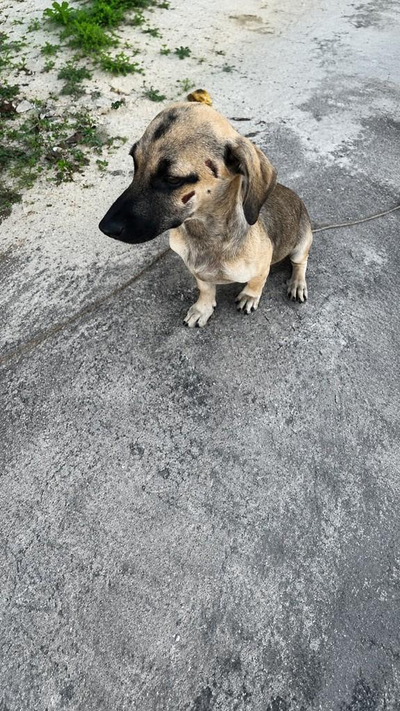 Caju, cachorro de porte médio para adoção em Hortolândia - SP