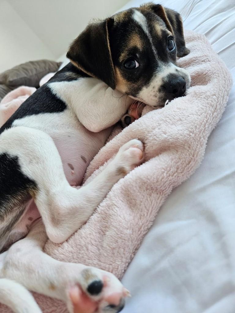 Tucker, cachorro de porte médio para adoção em Campinas - SP