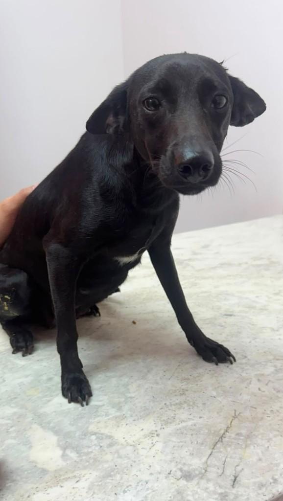 Rosê, cadela de porte pequeno para adoção em Sumaré - SP