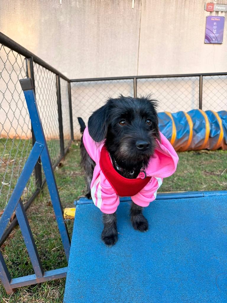 Bia, cadela de porte pequeno para adoção em Campinas - SP