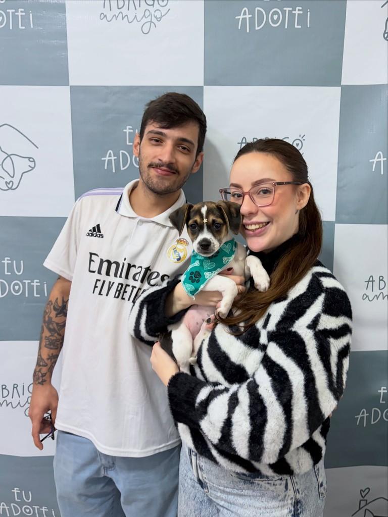 Oliver, cachorro de porte pequeno para adoção em Campinas - SP