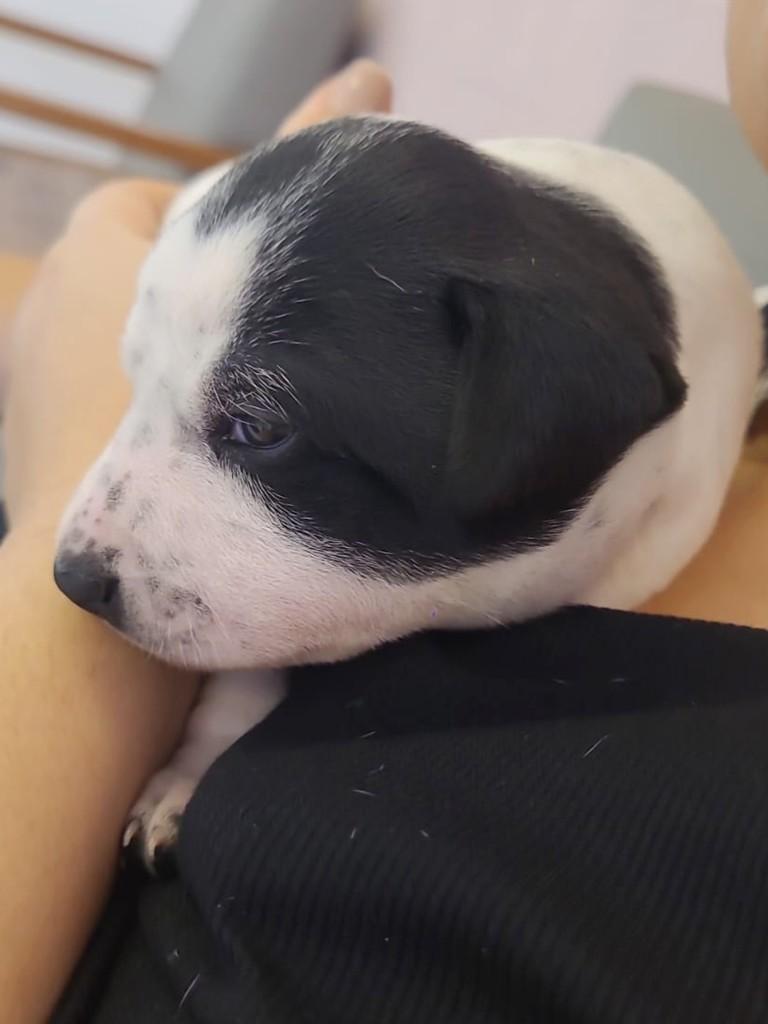 Tannat, cachorro de porte pequeno para adoção em Campinas - SP