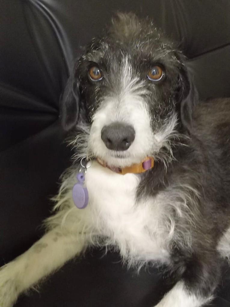 Tula, cadela de porte pequeno para adoção em Campinas - SP