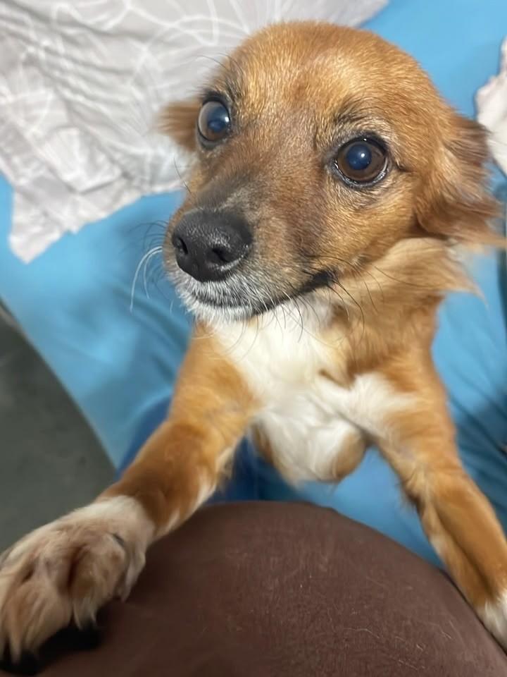Sassá, cadela de porte pequeno para adoção em Campinas - SP