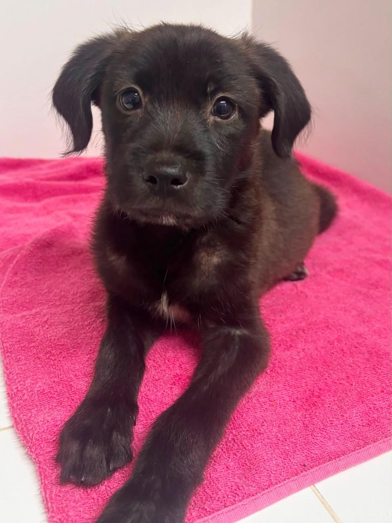 Lipa, cachorro de porte médio para adoção em Campinas - SP