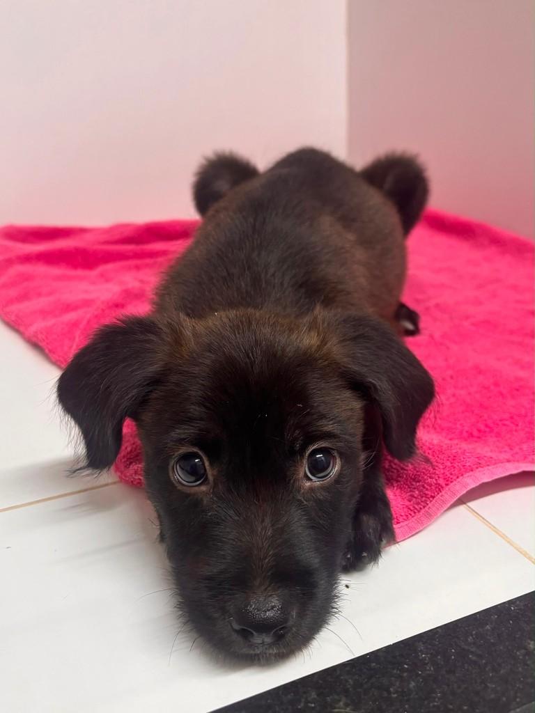 Lipa, cachorro de porte médio para adoção em Campinas - SP — foto 2 de 8