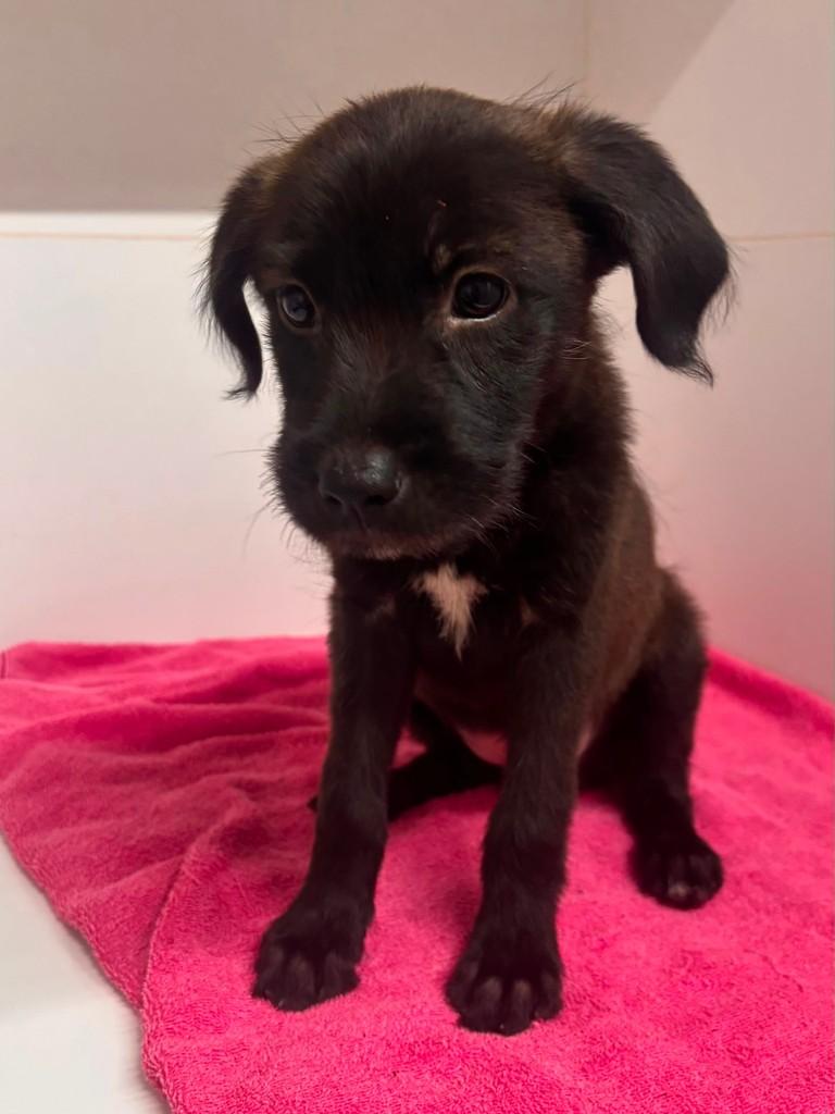 Lipa, cachorro de porte médio para adoção em Campinas - SP — foto 3 de 8