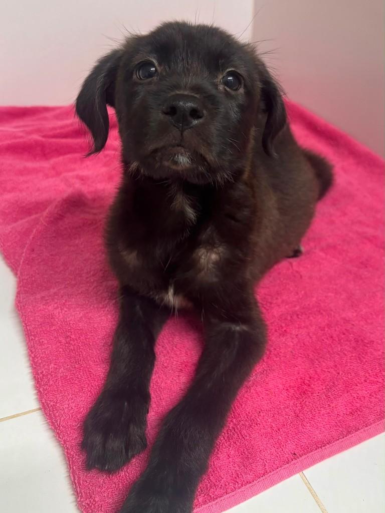 Lipa, cachorro de porte médio para adoção em Campinas - SP — foto 4 de 8