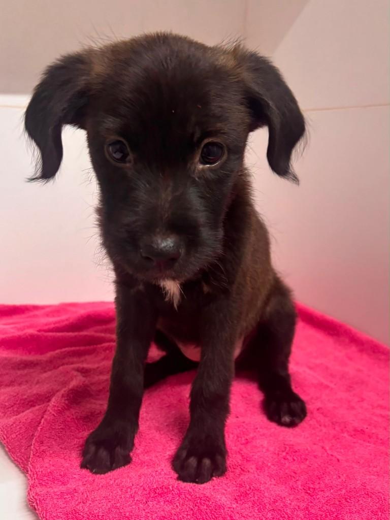 Lipa, cachorro de porte médio para adoção em Campinas - SP — foto 5 de 8