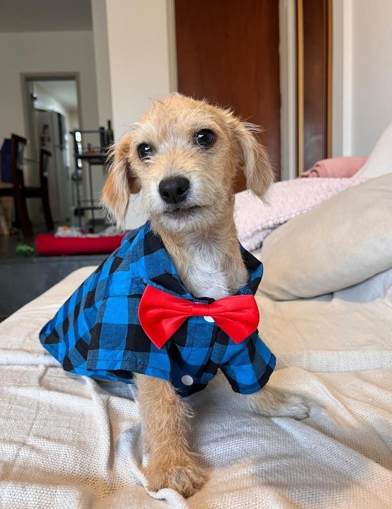 Tofu, cachorro de porte médio para adoção em Campinas - SP
