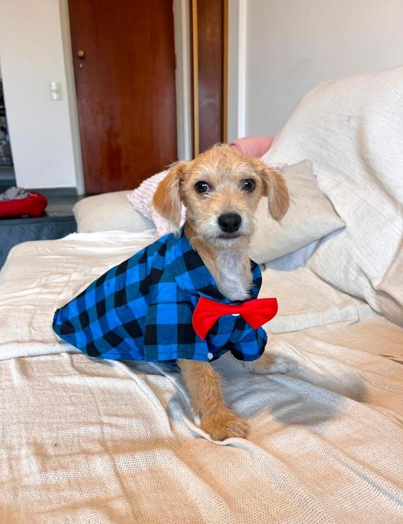 Tofu, cachorro de porte médio para adoção em Campinas - SP — foto 2 de 2