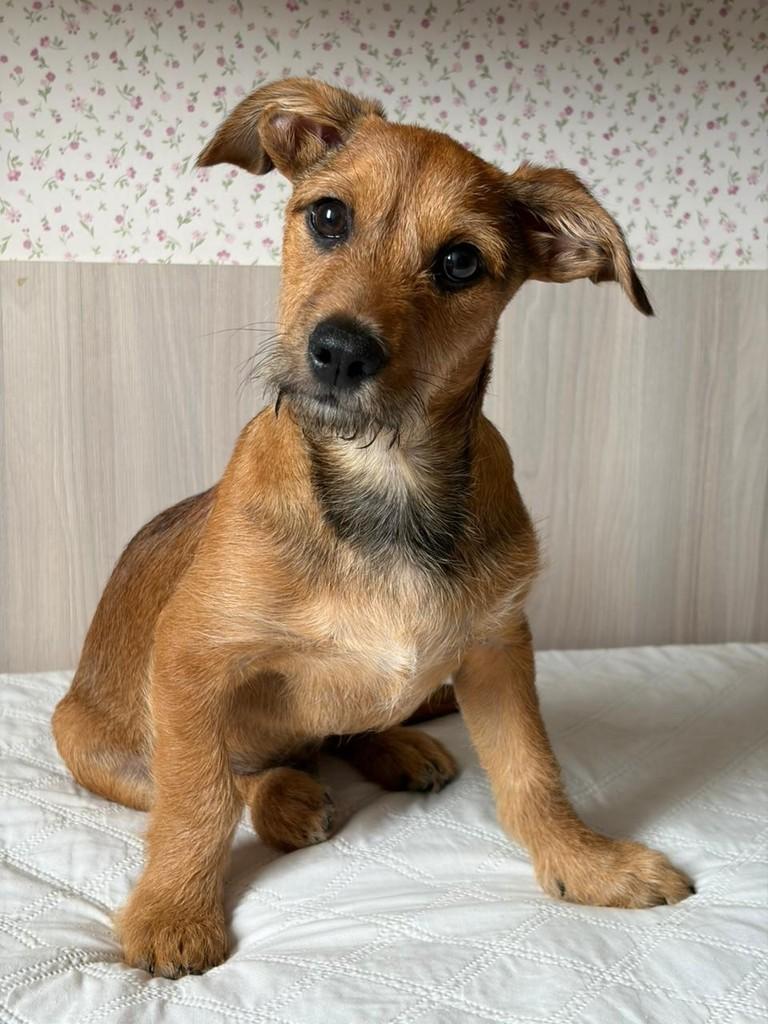 Kefir, cachorro de porte pequeno para adoção em Campinas - SP
