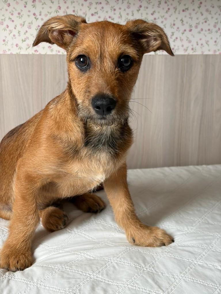 Kefir, cachorro de porte pequeno para adoção em Campinas - SP — foto 2 de 3