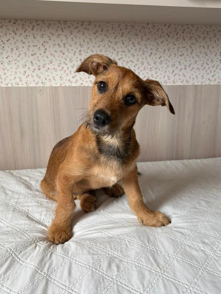 Kefir, cachorro de porte pequeno para adoção em Campinas - SP — foto 3 de 3