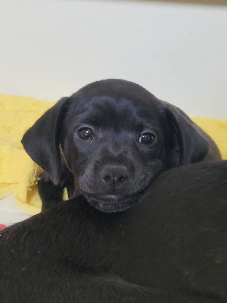 Malbec, cachorro de porte médio para adoção em Campinas - SP