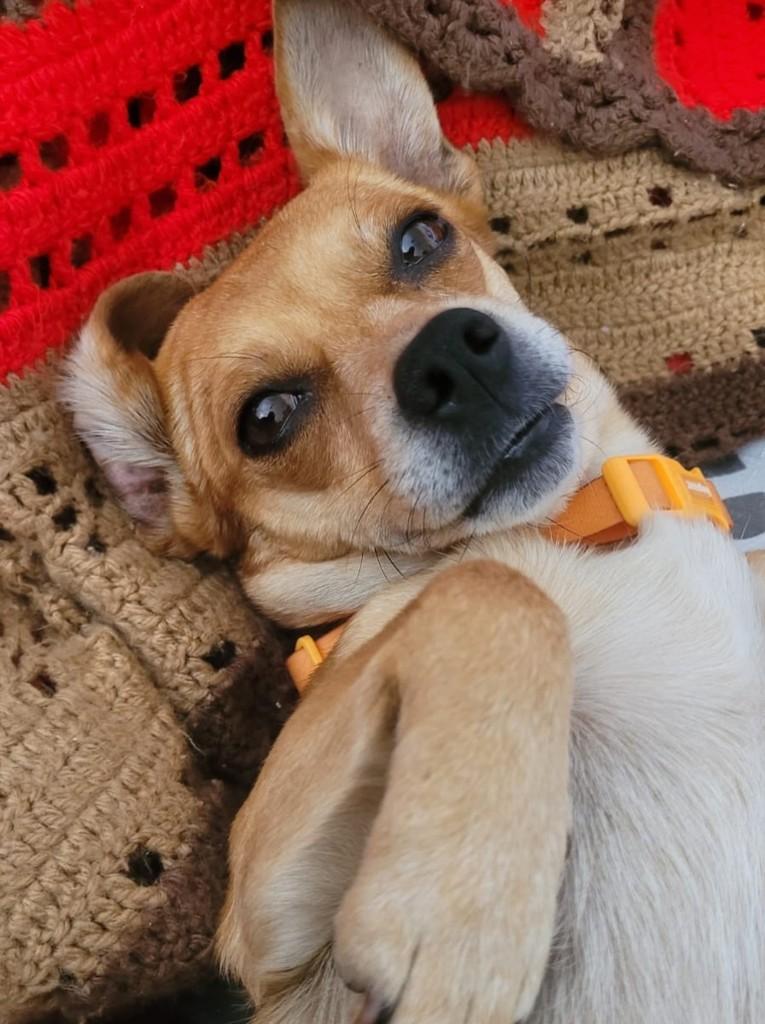 Mel, cachorro de porte pequeno para adoção em Campinas - SP