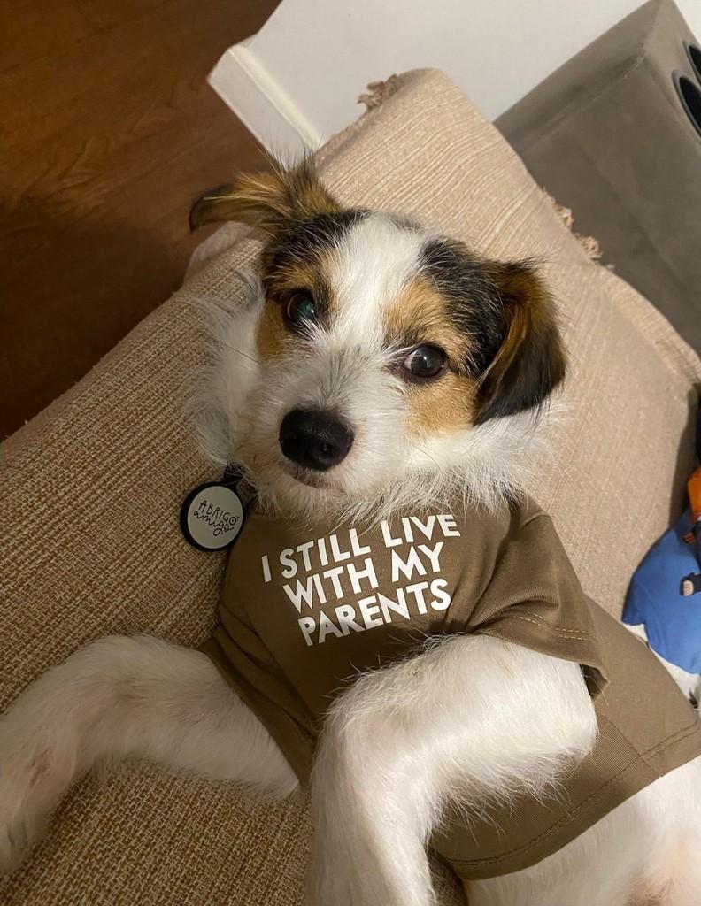 Kombucha, cachorro de porte pequeno para adoção em Campinas - SP