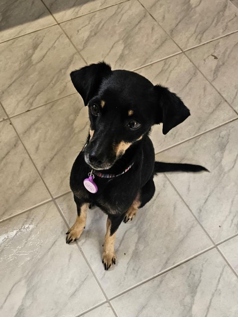 Manu, cadela de porte pequeno para adoção em Campinas - SP — foto 2 de 2