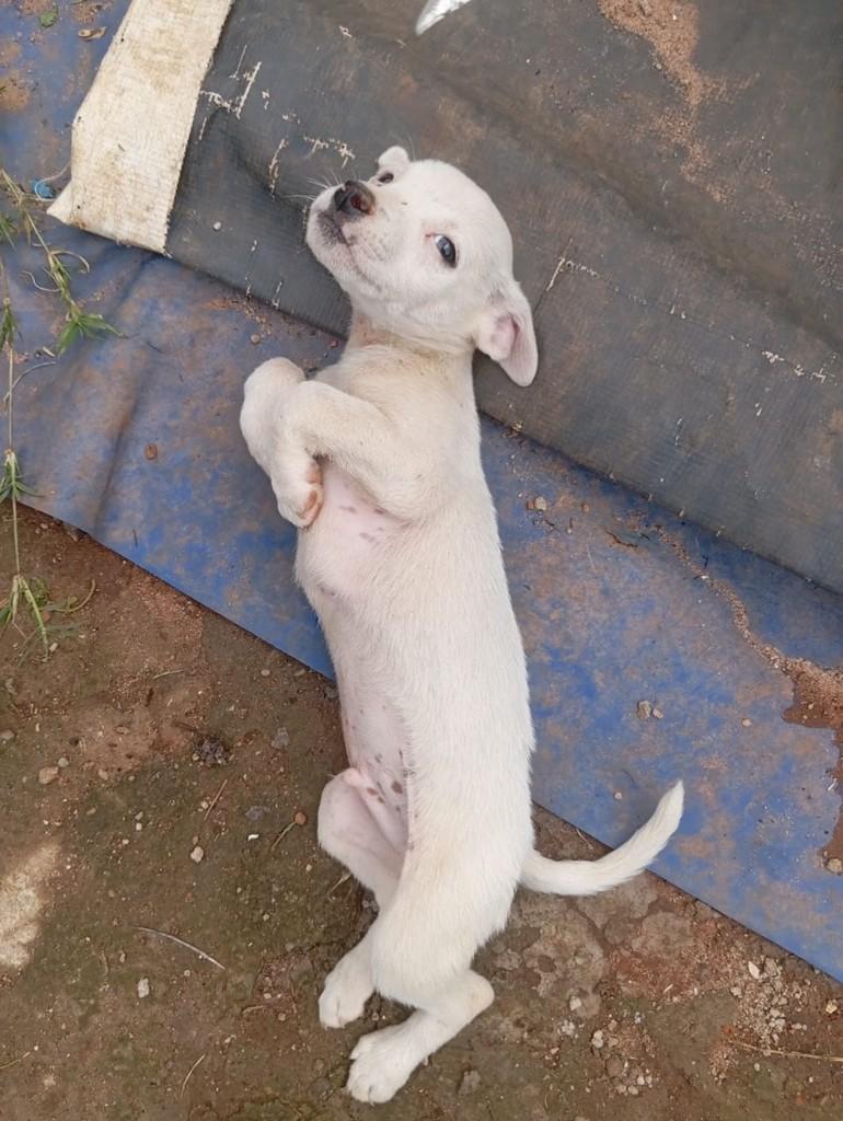 Marsh, cachorro de porte pequeno para adoção em Campinas - SP