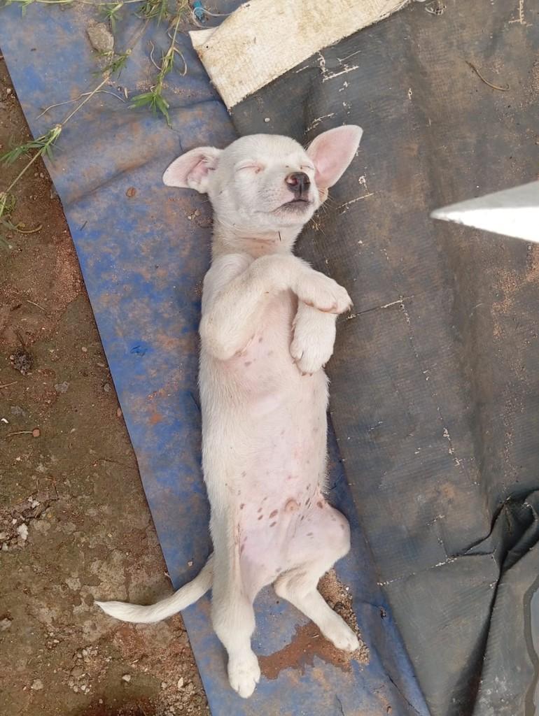 Marsh, cachorro de porte pequeno para adoção em Campinas - SP — foto 2 de 3