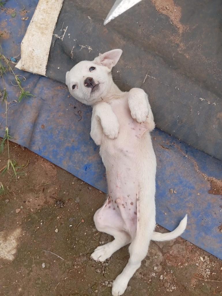 Marsh, cachorro de porte pequeno para adoção em Campinas - SP — foto 3 de 3