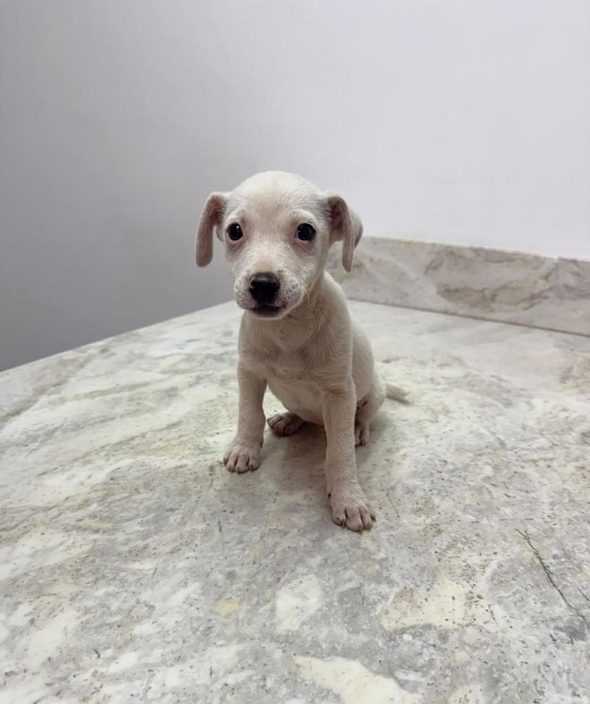 Marshmallow, cachorro de porte médio para adoção em Campinas - SP