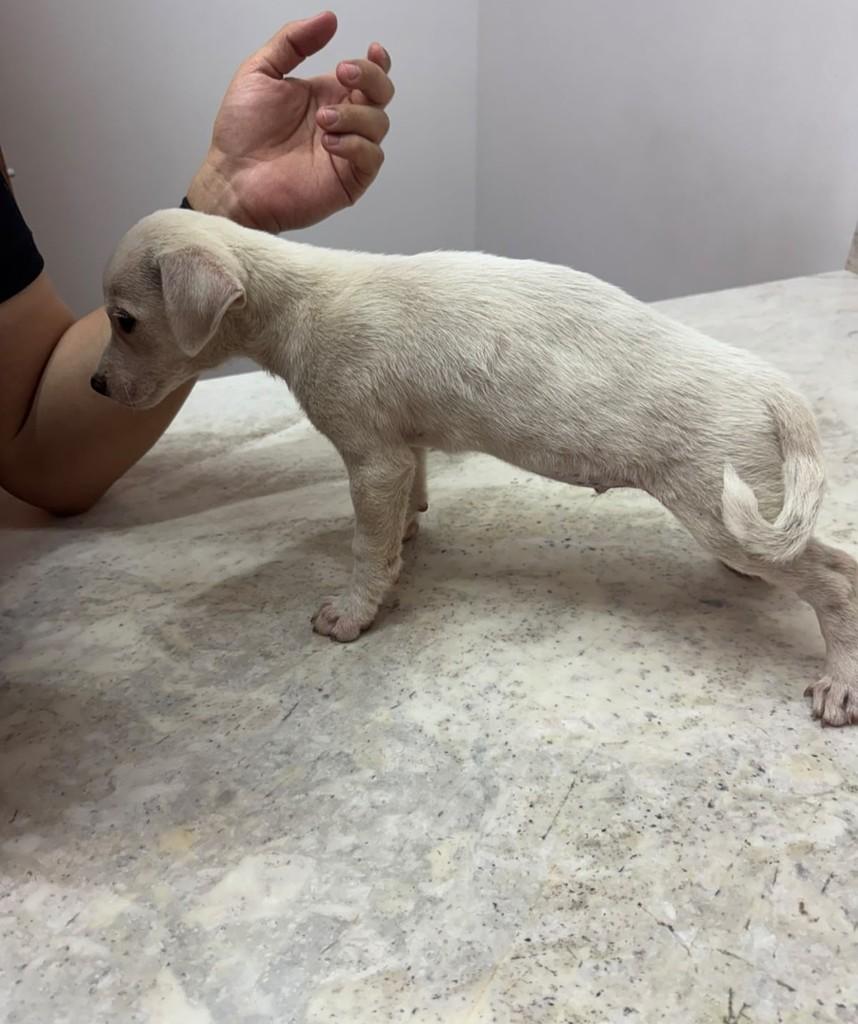 Marshmallow, cachorro de porte médio para adoção em Campinas - SP — foto 2 de 2