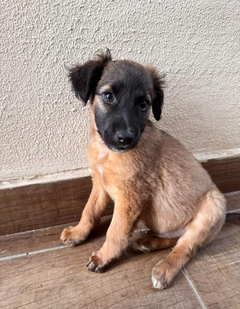Sulley, cachorro de porte médio para adoção em Campinas - SP